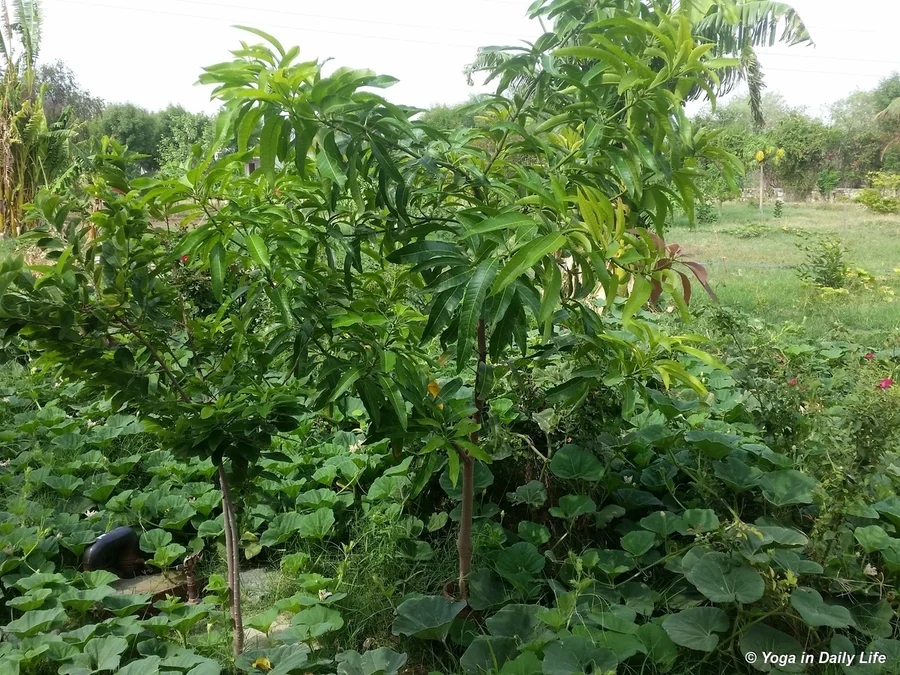 Tall mango on the right and sitaphal to the left